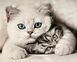 Алмазная мозаика (вышивка) Два котенка, 40х50 см, полная выкладка, квадратные камни, на подрамнике AS45145п фото 1