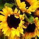 Алмазна мозаїка (вишивка) Яскраві соняшники, 30х30см, повна викладка, квадратні камені, без підрамника AS3322 фото 1