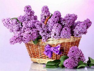 Алмазная мозаика (вышивка) Корзина с фиалками, 30х40 см, полная выкладка, квадратные камни, на подрамнике AS35183п фото